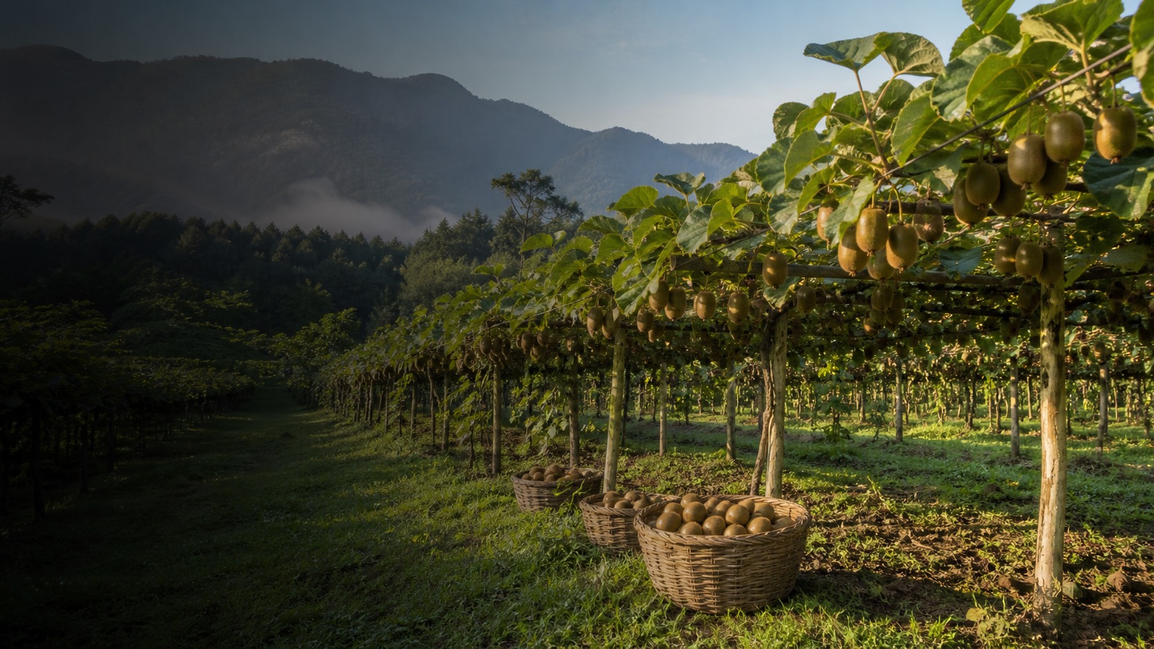 Trellised kiwi vines heavy with fruit across a mountain orchard, with cane baskets of picked kiwi on the grass and mist over the ranges behind